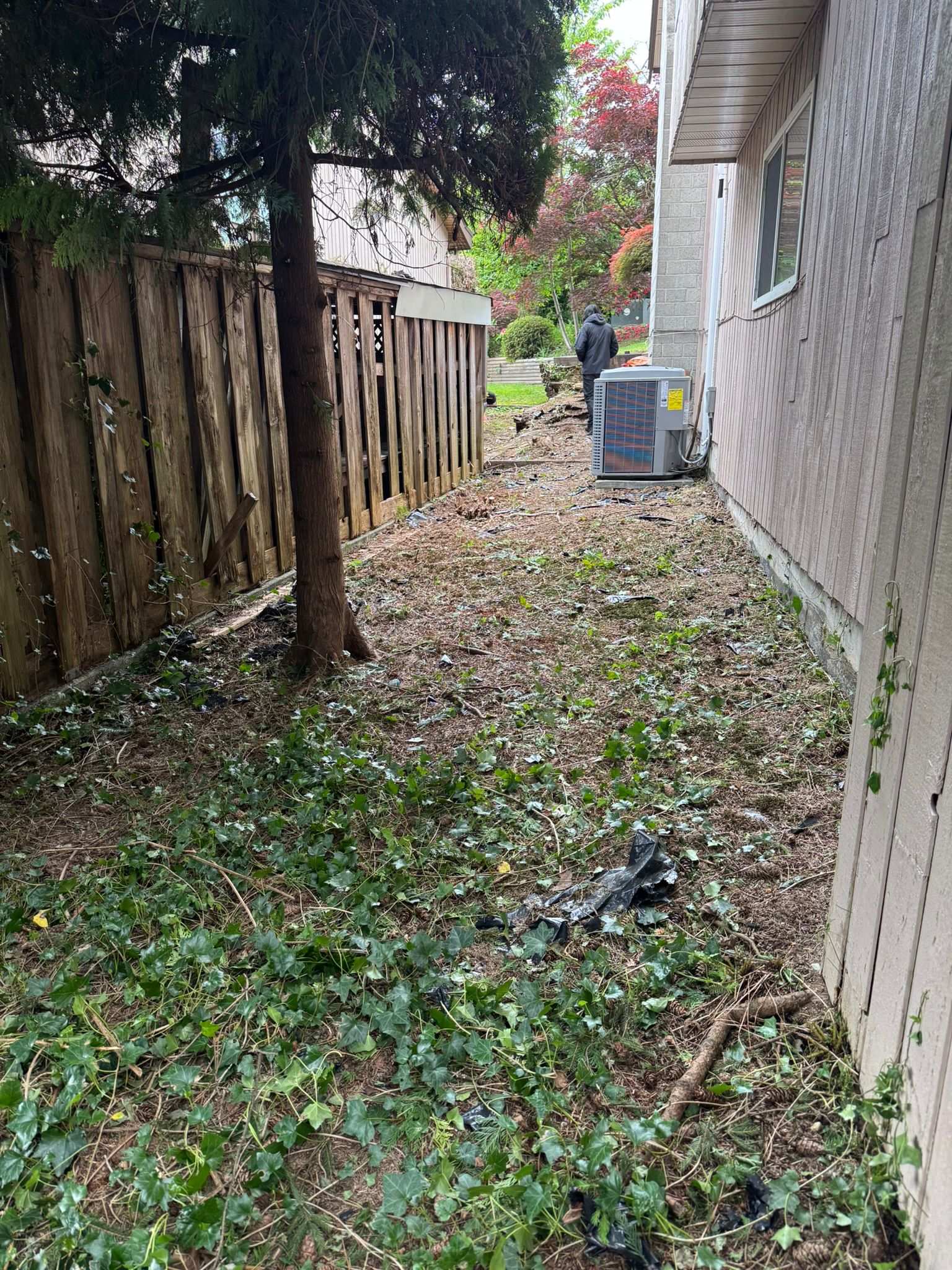 Backyard before cedar fence replacement